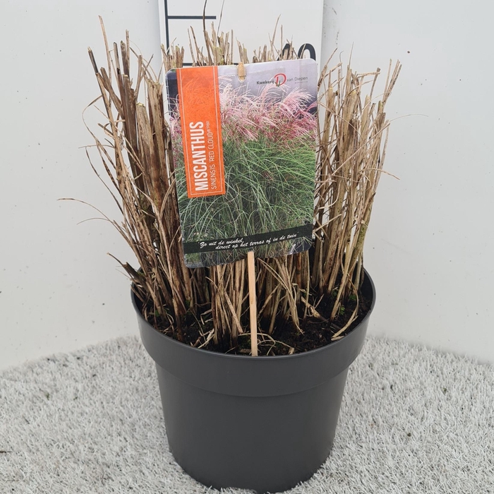 <h4>Miscanthus Sin. Red Cloud P26</h4>