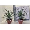 arr8 Aloe Arborescens