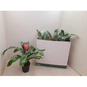 Aechmea Fasciata Primera 15Ø 50cm