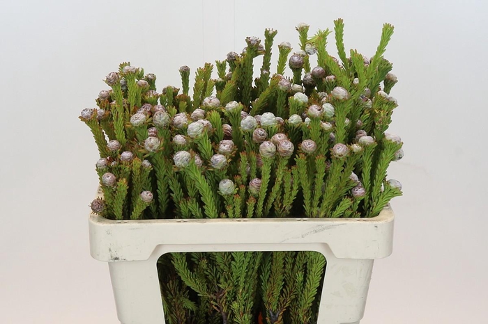 <h4>Kaaps Groen Tortum</h4>