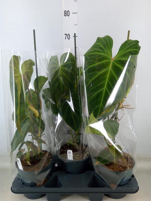 <h4>Philodendron   ...</h4>