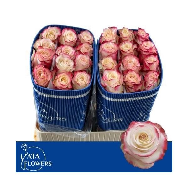 <h4>R Gr Sweetness 70</h4>