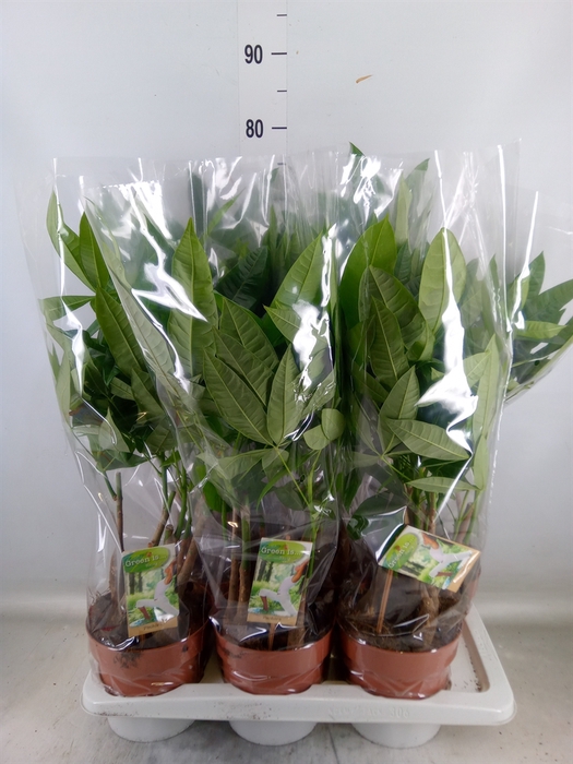 <h4>Pachira aquatica</h4>