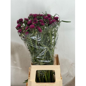 Cirsium R Atropurpureum