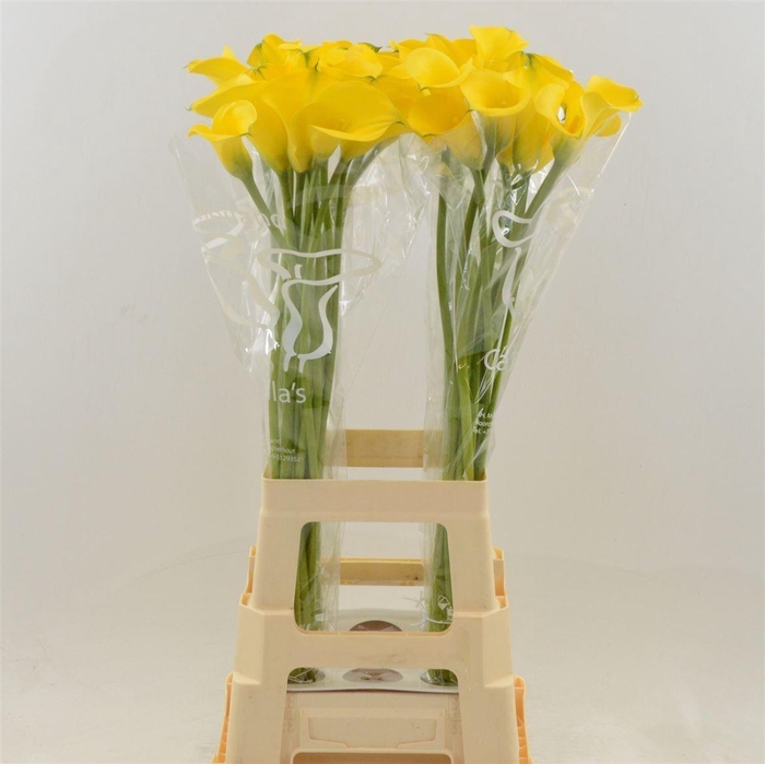 <h4>Calla Gold Medal</h4>