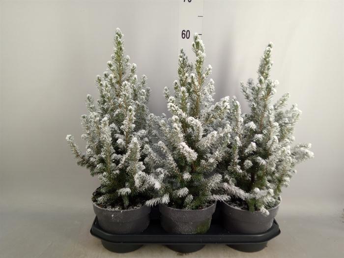 <h4>Picea glauca 'Conica'</h4>