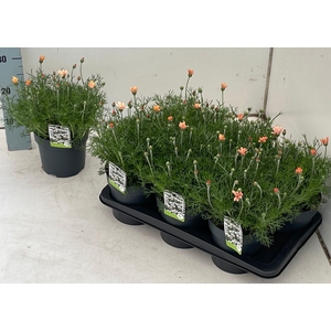 RHODAN H ZAGORA ORAN