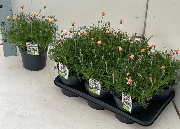 <h4>RHODAN H ZAGORA ORAN</h4>