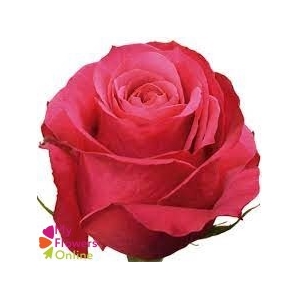 R Gr Cherry-O! Hot Pink 60cm EC