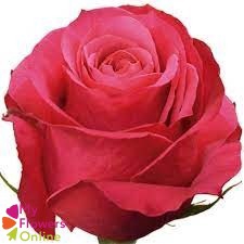 <h4>R Gr Cherry-O! Hot Pink 50cm EC</h4>