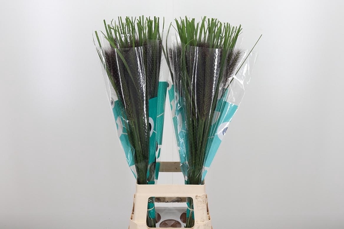 <h4>Penni Black Fox</h4>