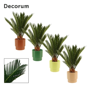 Cycas revoluta 12 cm, 6+ veren in Naemi (Natural bubble-collecti