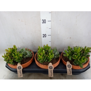 Arr.  Succulents L%