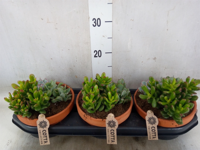 <h4>Arr.  Succulents L%</h4>