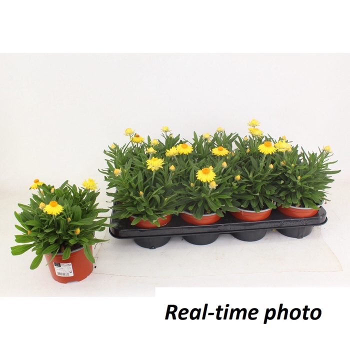 <h4>Bracteanta Yellow</h4>