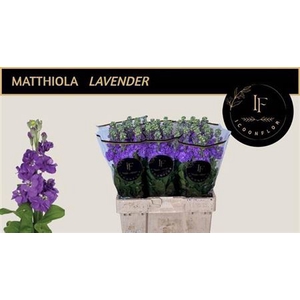 Matth Mathilda Laven N L