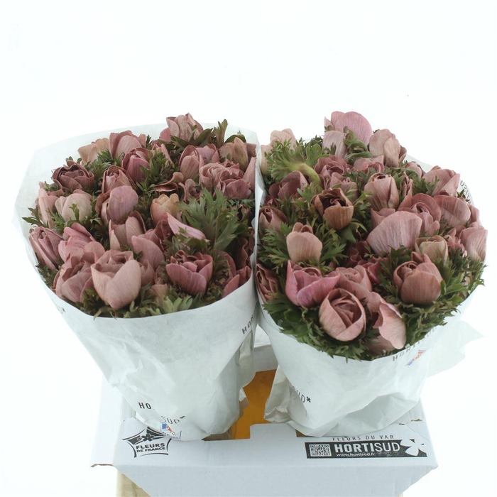 <h4>Anemone Powder Red</h4>