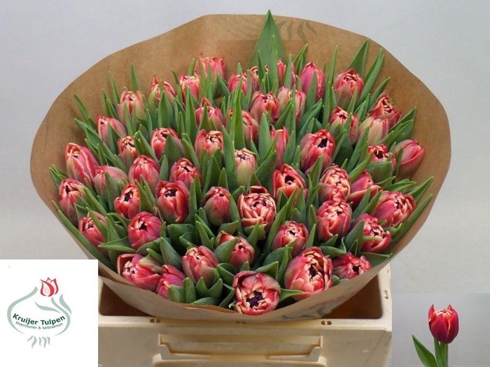 <h4>TU DU DRONE</h4>