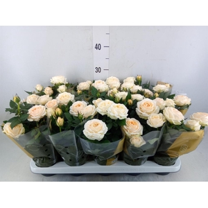 Rosa  'Belami Kordana'