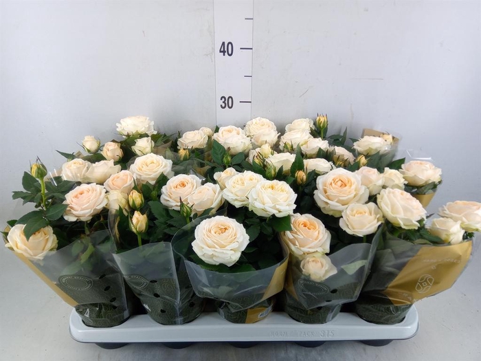 <h4>Rosa  'Belami Kordana'</h4>