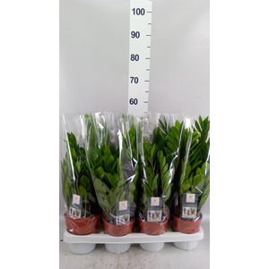 ZAMIOCULCAS 8+