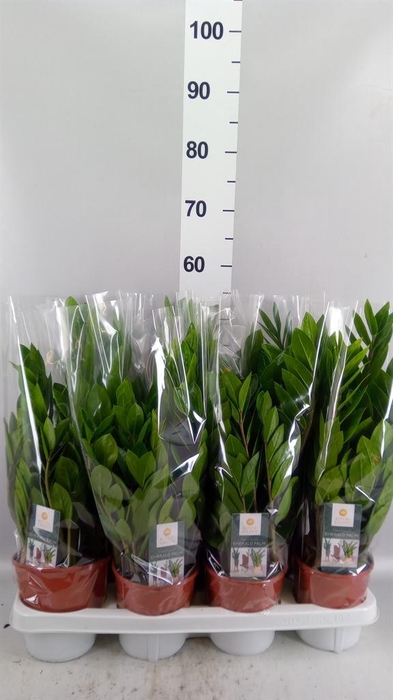 <h4>Zamioculcas zamiifolia</h4>