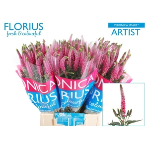 Veronica Smart Artist Florius
