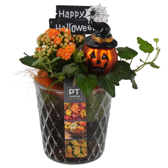 <h4>Arr.    Planten  L%</h4>