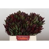 Leucadendron Saf Sunset Dark R.