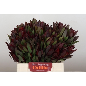 Leucadendron Saf Sunset Dark R.