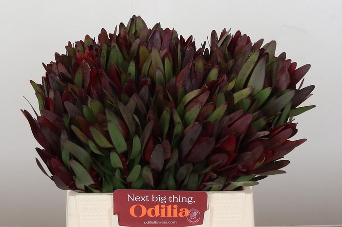 <h4>Leucadendron Saf Sunset Dark R.</h4>