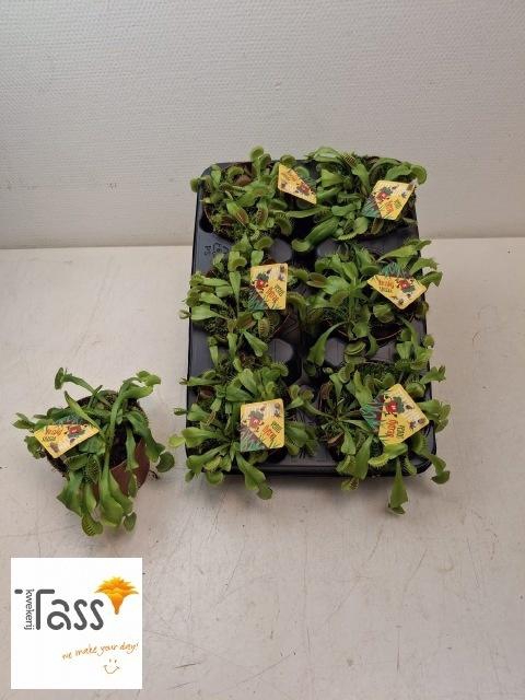 <h4>DIONAEA MUSCIPULA</h4>