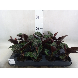Calathea   ...