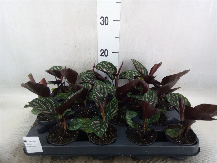 <h4>Calathea   ...</h4>