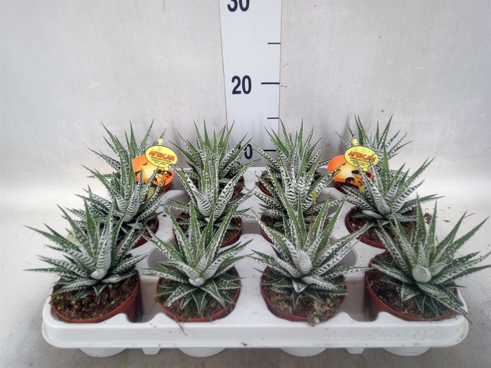 Haworthia fasciala 'Alba'