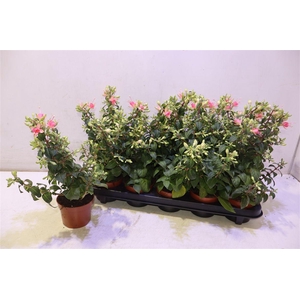 arr8 Fuchsia W Jubelteen