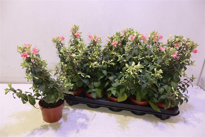 <h4>arr8 Fuchsia W Jubelteen</h4>