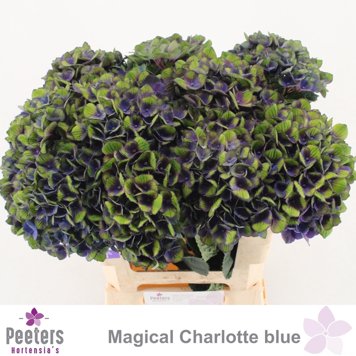 <h4>HYDR M MAG CHARL BL</h4>