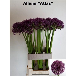 Allium Grootbloemig Atlas