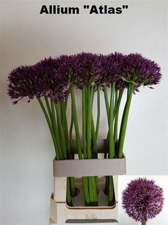 <h4>Allium Grootbloemig Atlas</h4>