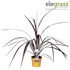 Cordyline x 'Festival® Burgundy' P23