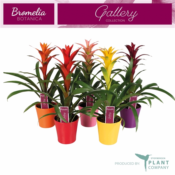<h4>Guzmania variés</h4>