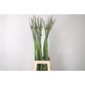 Allium Cepa Judith