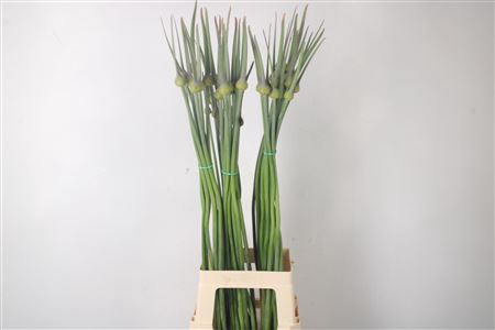<h4>Allium Cepa Judith</h4>