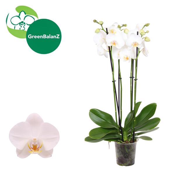 <h4>ColorZ - Phalaenopsis Wit 4 tak</h4>