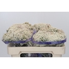 Ozothamnus Cooks Snow White