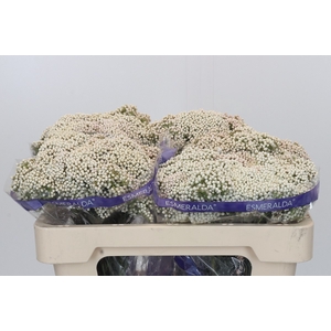 Ozothamnus Cooks Snow White