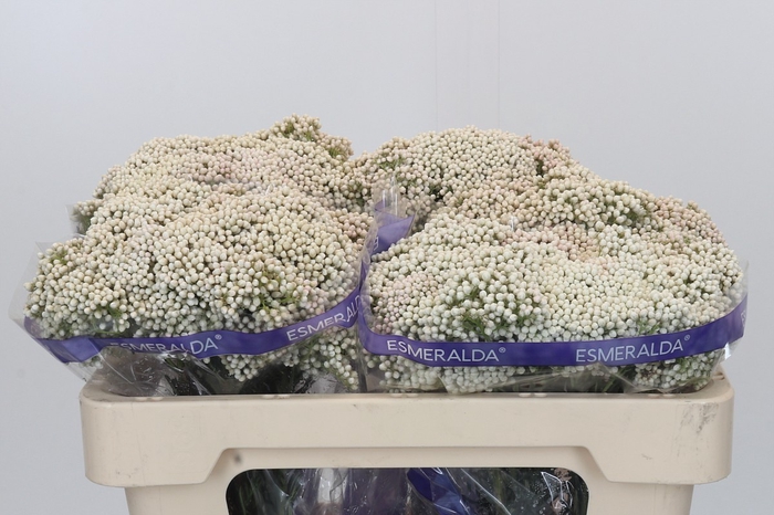 <h4>Ozothamnus Cooks Snow White</h4>