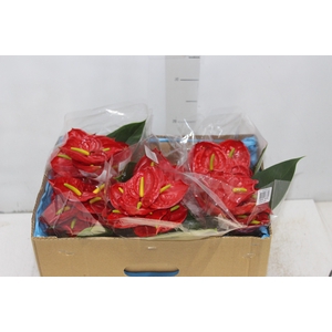 ANTHURIUM TROPICAL 6/7.5 025 CM DIAM MIN 6 CM VERMELHO