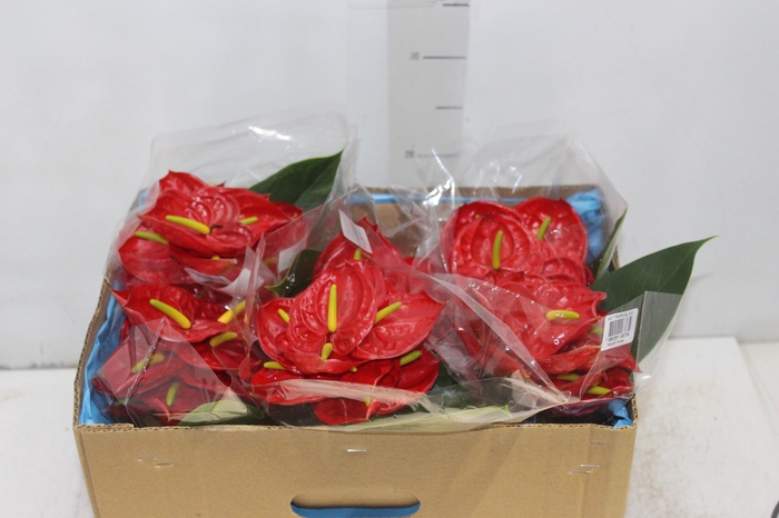 <h4>ANTHURIUM TROPICAL 6/7.5 025 CM DIAM MIN 6 CM VERMELHO</h4>